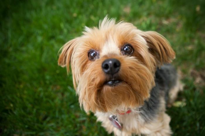 δημοφιλείς φυλές σκύλων zorkshire terrier