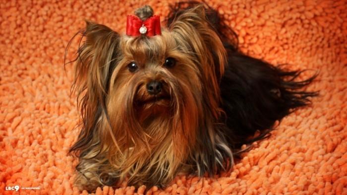 δημοφιλείς φυλές σκύλων zorkshire terrier3