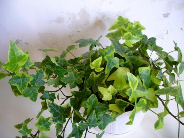 τα πιο δημοφιλή πράσινα φυτά σε γλάστρες hedera helix ivy