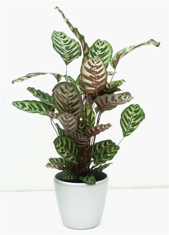 πιο δημοφιλή φυτά εσωτερικού χώρου calathea zebrina basket marante