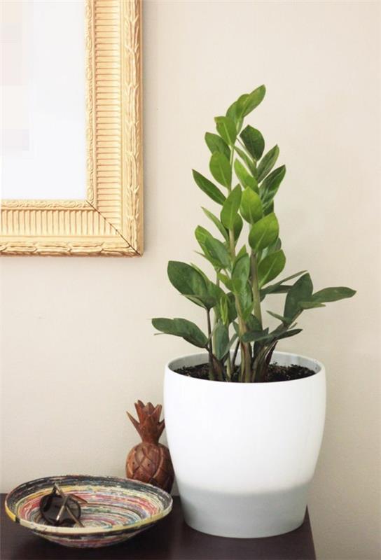 πιο δημοφιλή φυτά εσωτερικού χώρου zamioculcas zamiifolia