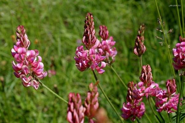 πολυετή φυτικά μελισσών Onobrychis viciifolia saat esparsette