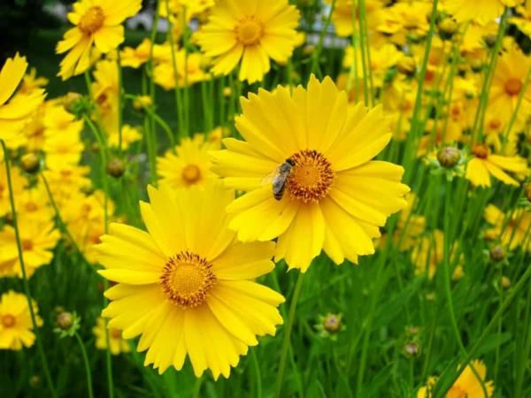 μελισσών πολυετή κορίτσι μάτι coreopsis