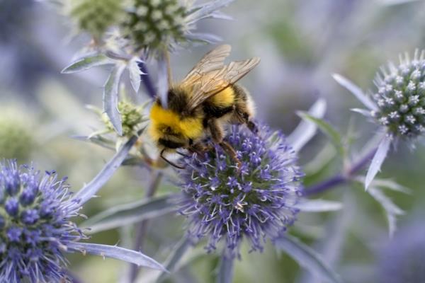 πολυετή φυτά μελισσών ditel