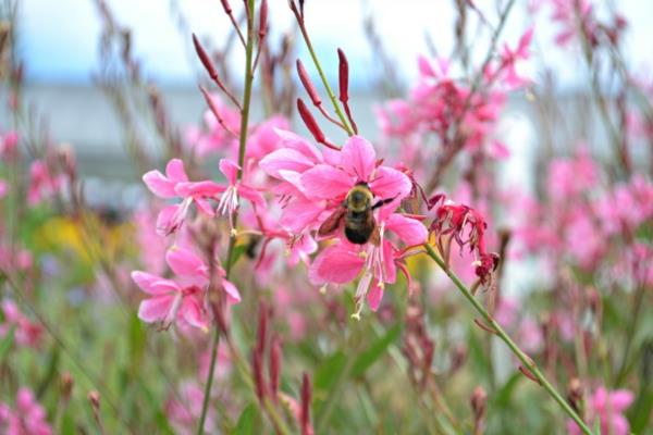 πολυετή φυτά με μέλισσες wandflower υπέροχο κερί