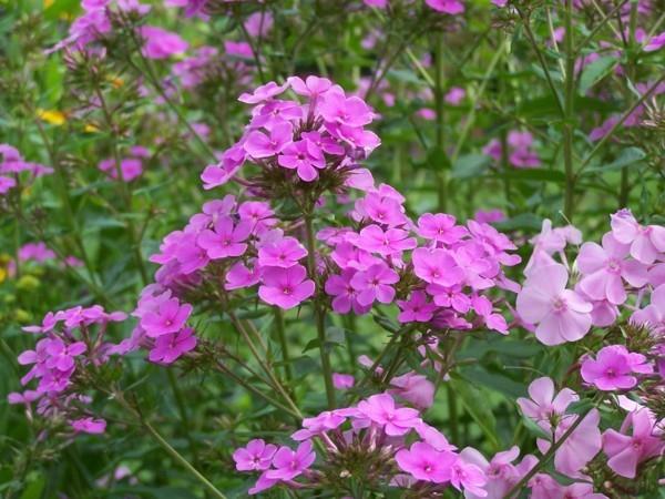 βοσκοτόπος μελισσών Hesperis matronalis κοινή νυχτερινή βιόλα