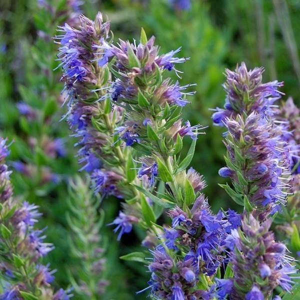 βοσκοτόπος μελισσών Hyssopus officinalis Hyssop