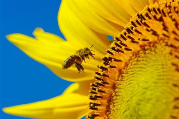 μέλισσα βοσκή μέλισσα φυτό ηλίανθος δημιουργούν έναν κήπο μελισσών