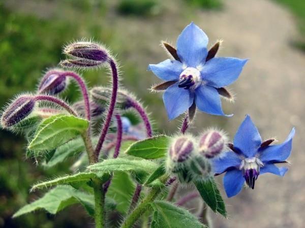 βοσκοτόπος μελισσών borago officinalis borage