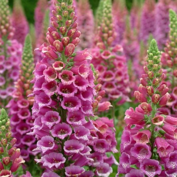 βοσκοτόπος μελισσών το κόκκινο foxglove Digitalis purpurea