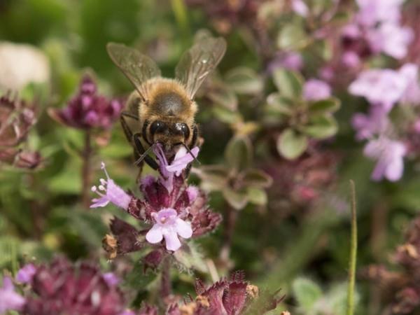 βοσκοτόπος μελισσών φαρμακευτικά βότανα φυτό μέλισσα θυμάρι
