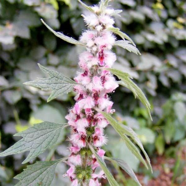 μέλισσα βοοειδών motherwort leonurus cardiaca