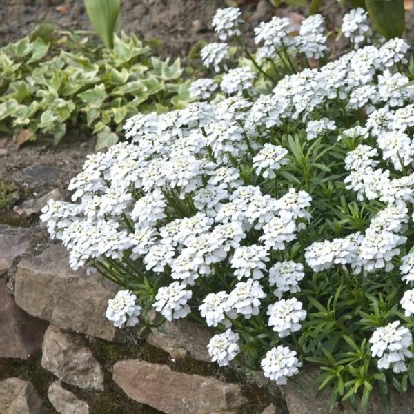 βοσκοτόπος μελισσών αειθαλής candytuft Iberis sempervirens