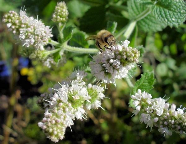 μέλισσα βοσκή μέντα μέλισσα ζωοτροφές