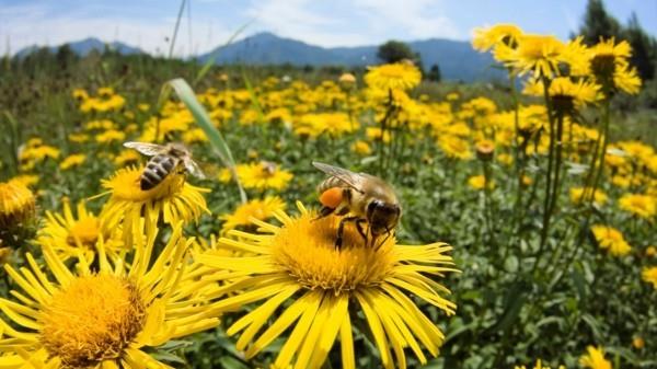 βοσκότοπος μελισσών άγρια ​​φυτά άγεμα άνθη