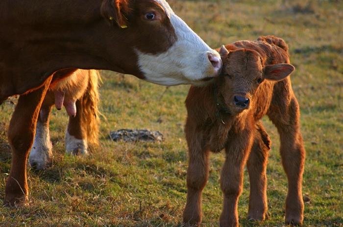 το βιολογικό κρέας vegan γίνεται συναίσθημα ζώων