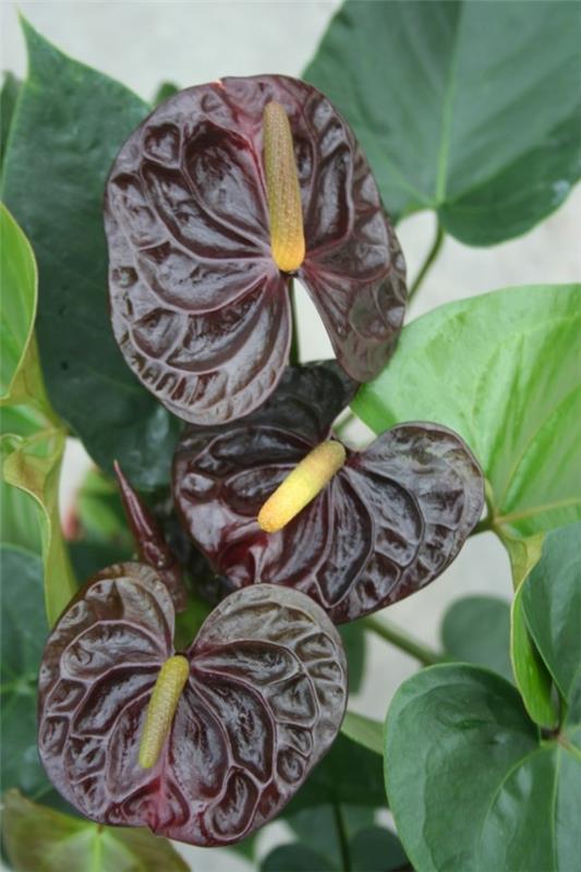 μαύρο βασίλισσα ανθούριο φλαμίνγκο λουλούδι