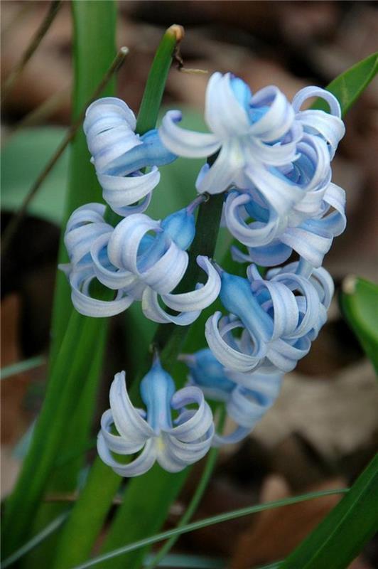 μπλε κήποι υάκινθοι Hyacinthus orientalis όμορφα ανοιξιάτικα λουλούδια εικόνες