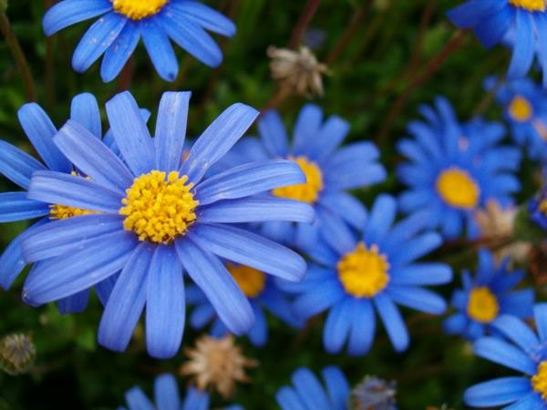 blue asters όμορφες ιδέες διακόσμησης ιδέες δώρων