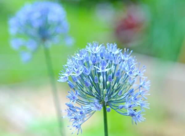 μπλε λουλούδια διακοσμητικά φυτά κρεμμυδιού