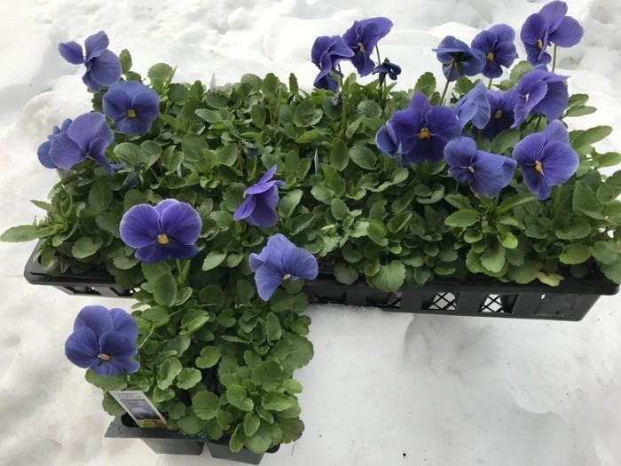 μπλε λουλούδια για αγορά