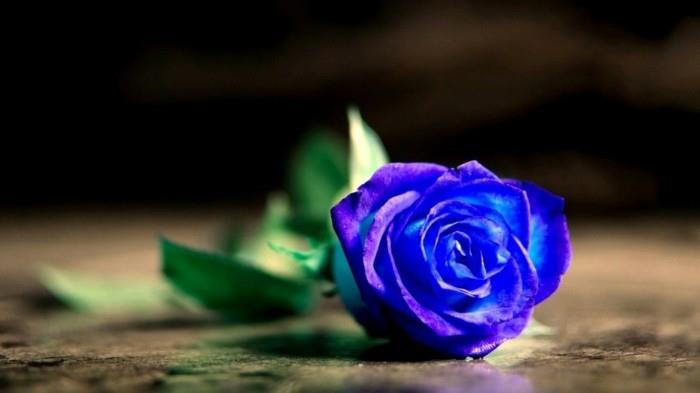 μπλε τριαντάφυλλα τριαντάφυλλο χρώμα έννοια