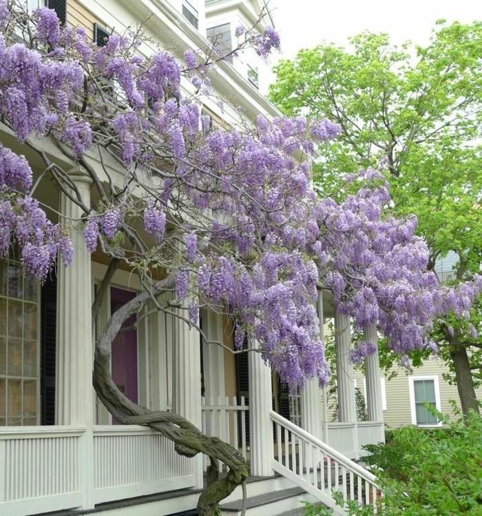 wisteria για να ομορφύνει την είσοδο του σπιτιού με αυτό