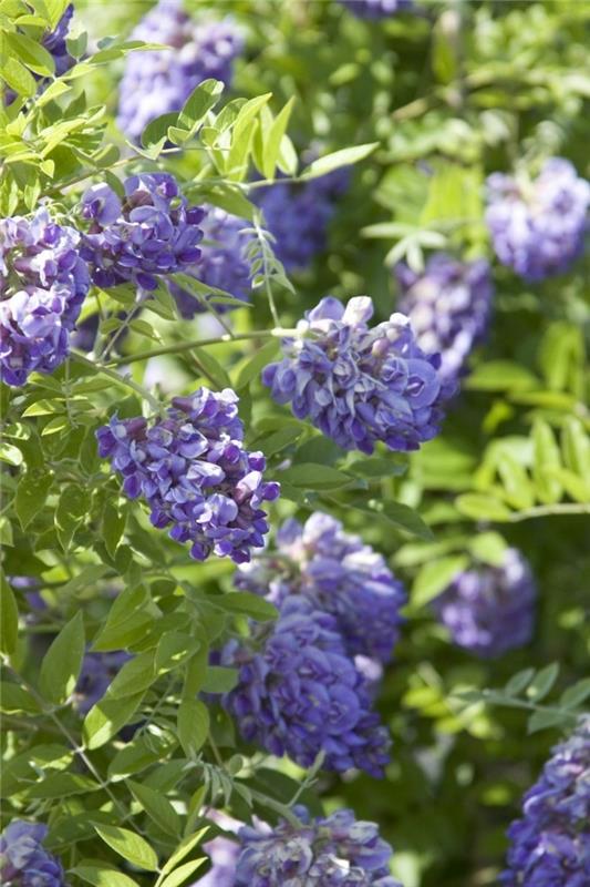 καλλιεργήστε wisteria στον δικό σας κήπο