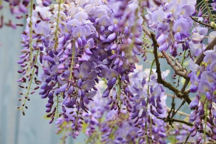 wisteria σε μοβ ιδέες κήπου με όμορφα φυτά