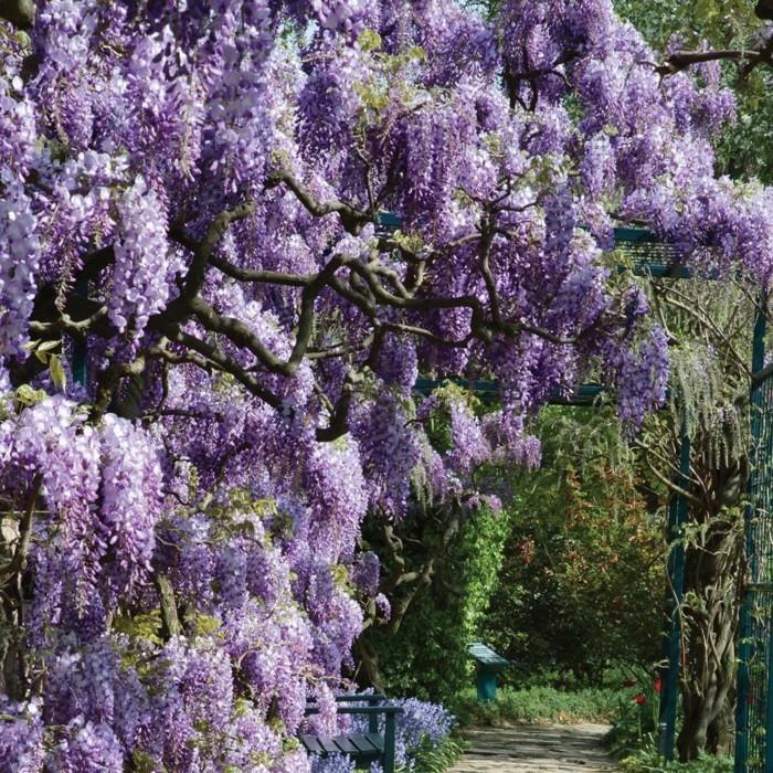 φυτά κήπου wisteria δίνει στον κήπο περισσότερη γοητεία