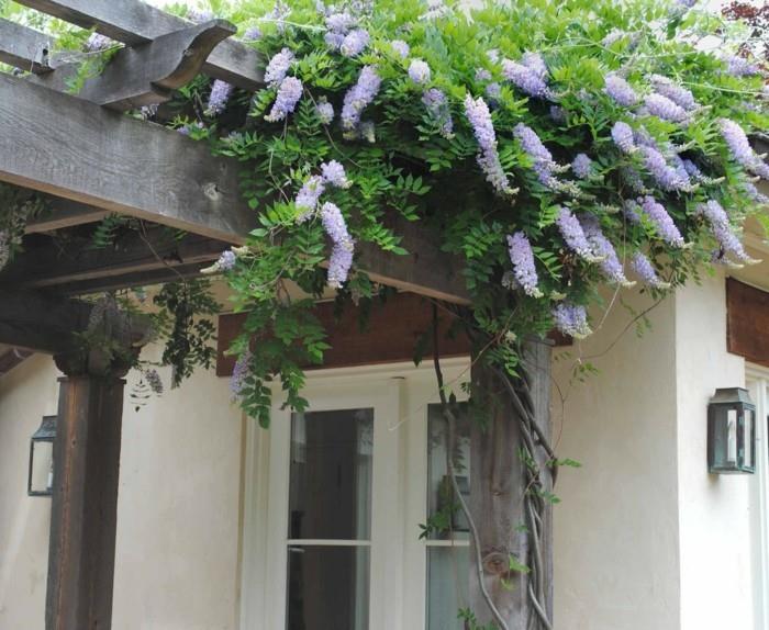wisteria και πέργκολα υπέροχες ιδέες κήπου με φυτά