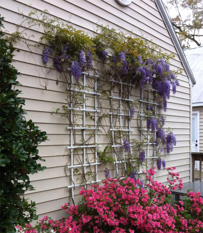 wisteria και αναρριχητικά βοηθήματα διακοσμούν τον εξωτερικό χώρο
