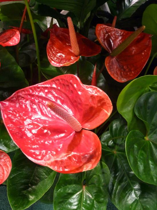 ανθισμένα φυτά σπιτιού ανθούριο πολύ ελκυστική εμφάνιση κόκκινα λουλούδια συμβολίζει την αντρική δύναμη