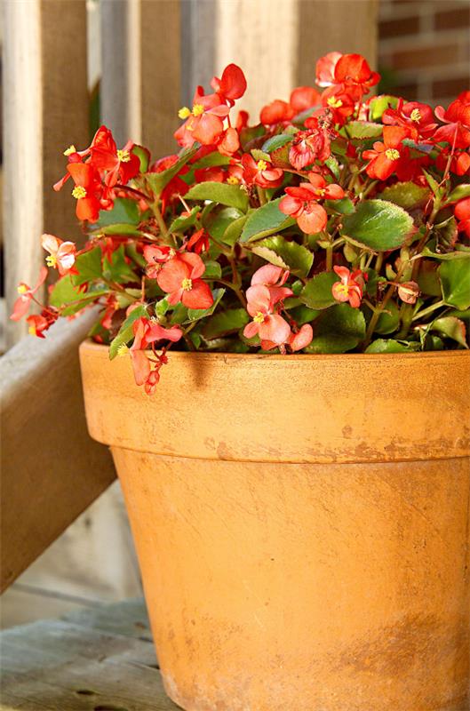 Φέρτε ανθισμένα φυτά εσωτερικού χώρου μπεγκόνια έξω κατά τους θερμότερους μήνες