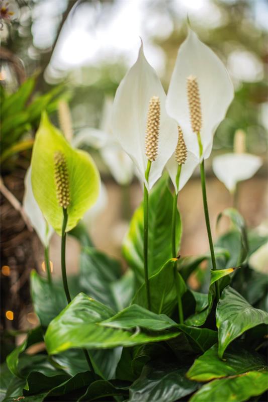 ανθισμένα φυτά σπίτι ειρήνη κρίνος πολύ ελκυστικά μακριά στελέχη λευκά λουλούδια