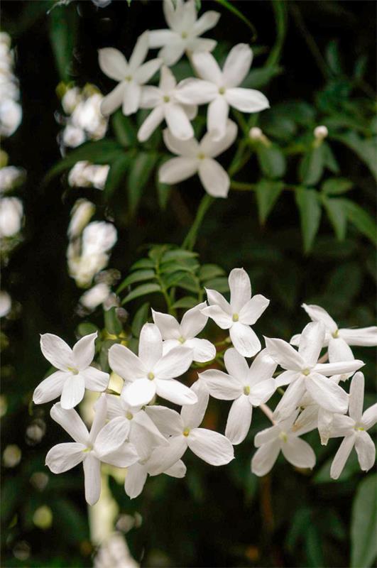 ανθισμένα φυτά σπιτιού γιασεμί ευαίσθητα μικρά λευκά λουλούδια υπέροχο άρωμα που τραβάει τα βλέμματα