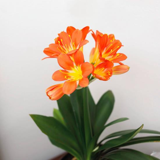 ανθισμένα φυτά σπιτιού Klivie πορτοκαλί λουλούδια μαγνητικά στο δωμάτιο