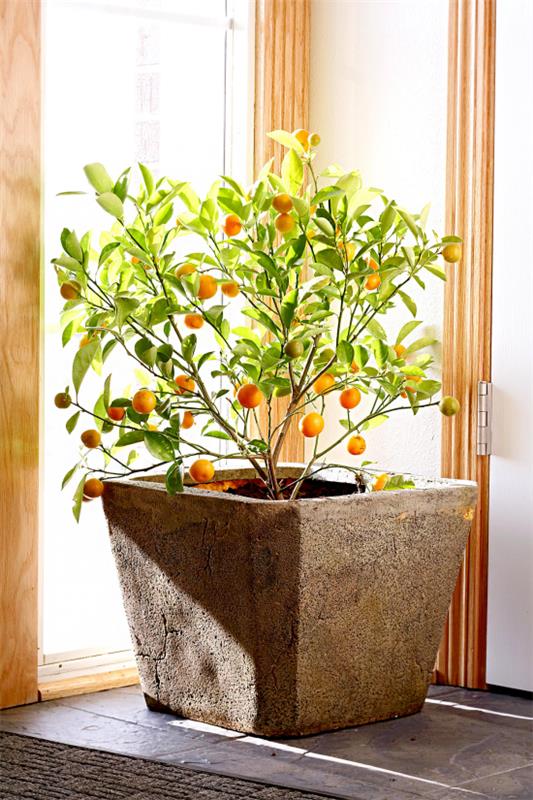 ανθισμένο σπίτι φυτεύει πορτοκαλιά στο δοχείο στο περβάζι του παραθύρου πολύ φως του ήλιου που τραβάει τα βλέμματα στο δωμάτιο