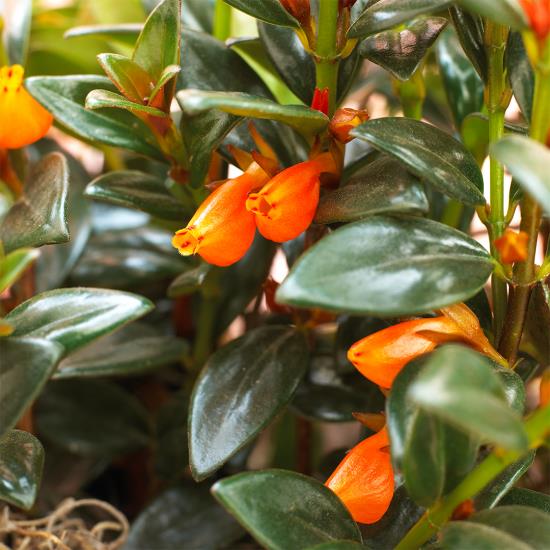 ανθισμένα φυτά σπιτιού πορτοκαλί λουλούδια σε σχήμα χοάνης γυαλιστερά σκούρα πράσινα φύλλα