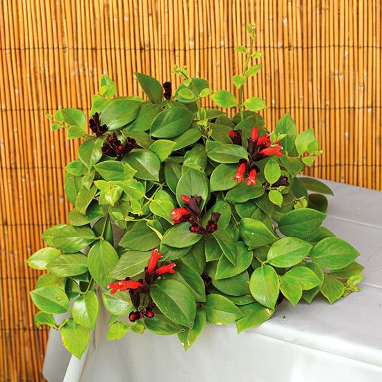 ανθισμένα φυτά σπιτιού όμορφα ανοιχτό πράσινα φύλλα μικρά κόκκινα λουλούδια που τραβούν τα βλέμματα στο δωμάτιο