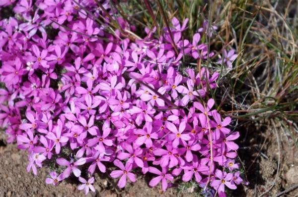 ανθίζοντας κάλυμμα εδάφους phlox diffusa λουλούδια φλόγας