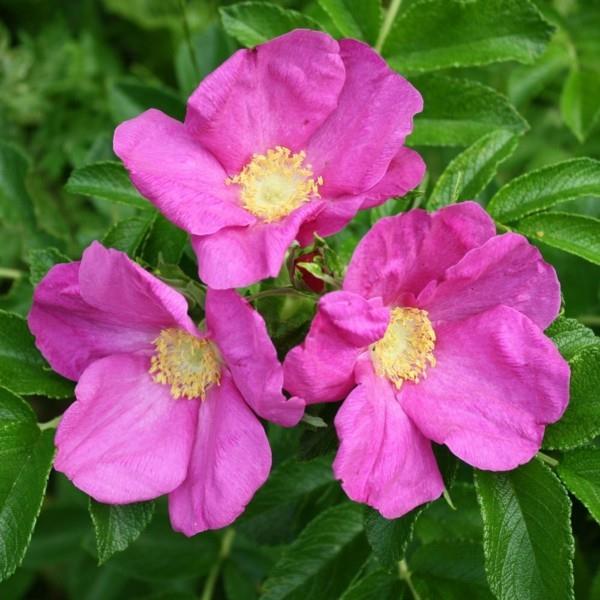 ανθισμένη κάλυψη εδάφους Rosa rugosa