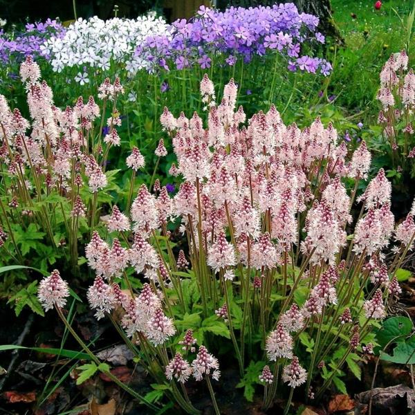 ανθισμένα αφρώδη καλύμματα αφρού Tiarella cordifolia