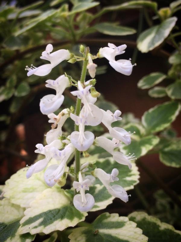 ανθίζοντας θυμίαμα φυτό λευκά λουλούδια