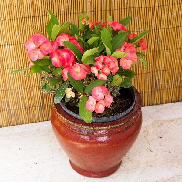 ανθοφόρα φυτά σπιτιού euphorbia milii γλάστρες φυτών σπινθήρες φυτό σε γλάστρες