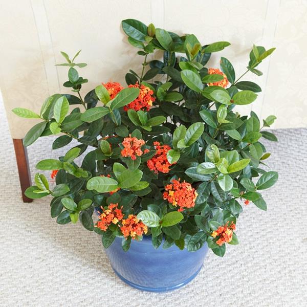 ανθοφόρα φυτά σπιτιού ixora coccinea