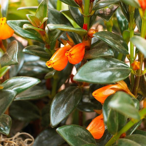 ανθισμένα φυτά σπιτιού nematanthus guppy plant