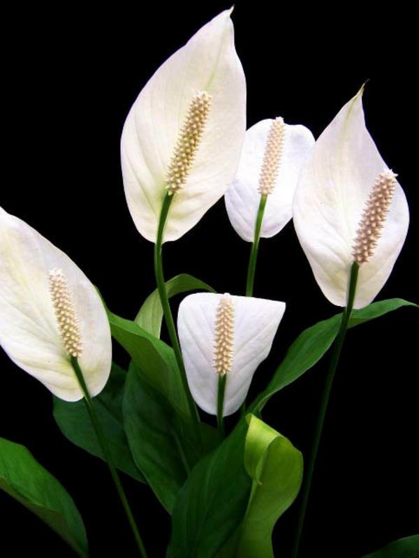λουλούδια ειρήνη κρίνο φενγκ σούι εγκατάσταση