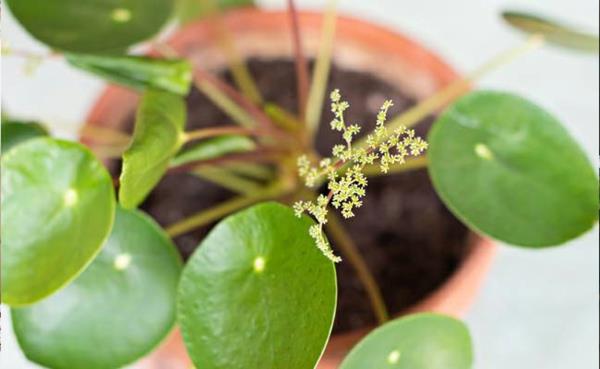 αφήνει ufo φυτό pilea γλάστρες