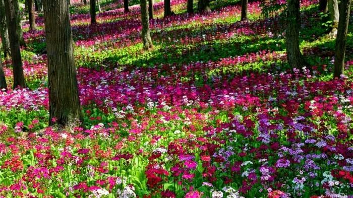 λουλούδια πολύχρωμα στο δάσος
